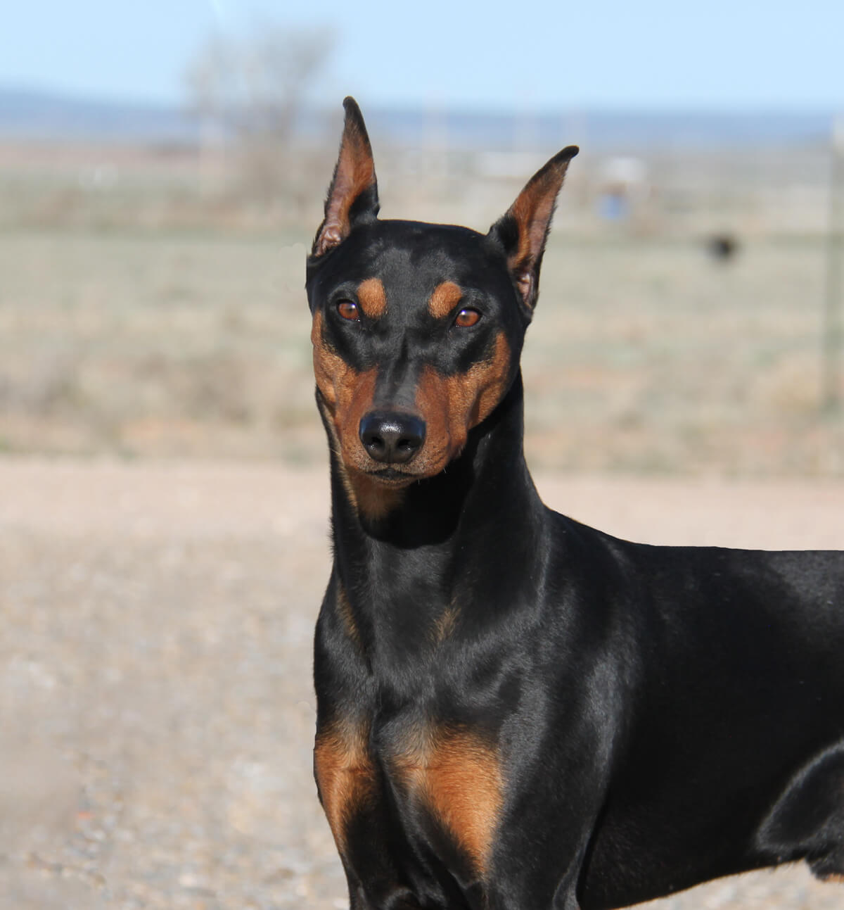Angus April 2020-012