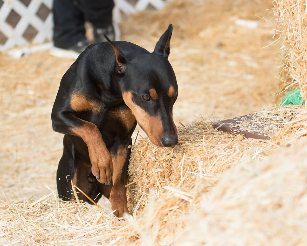 Angus Barn Hunt 2 crop