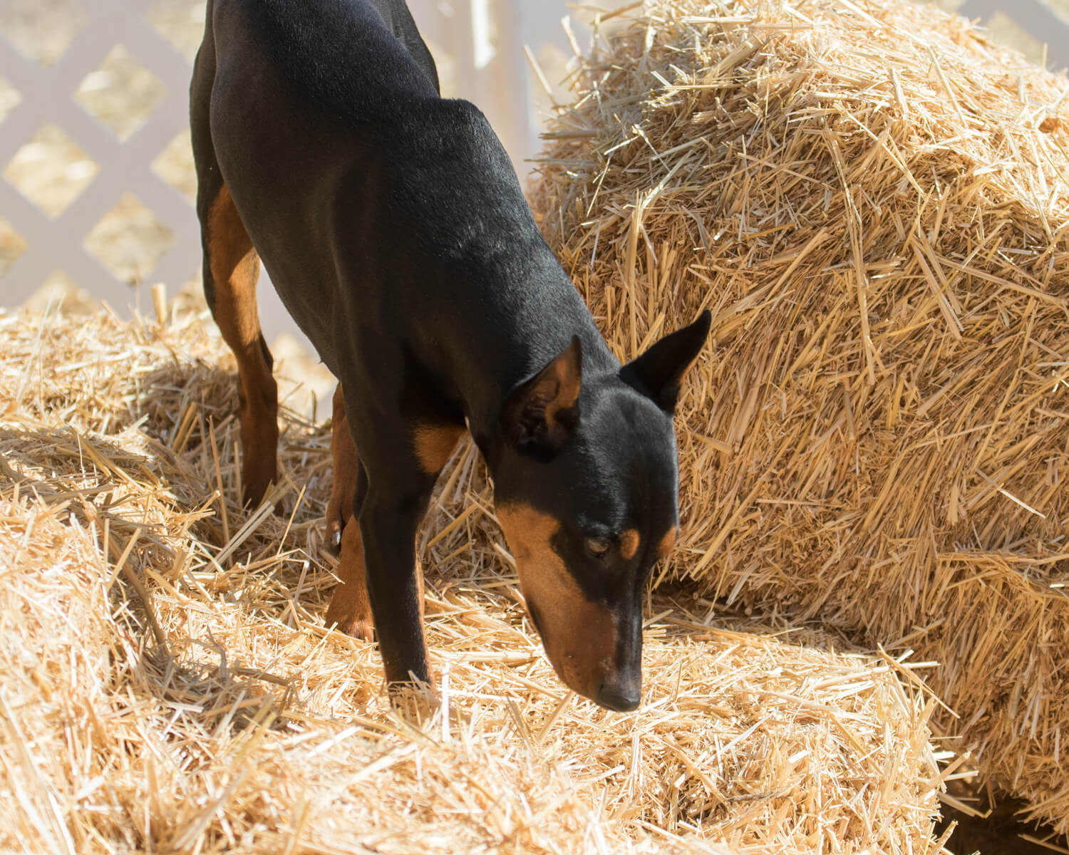 Angus Barn Hunt 3 crop