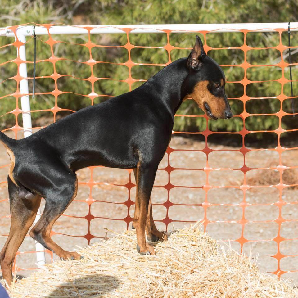 Angus Barn Hunt