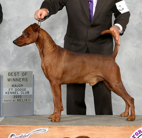 TO1302 CROP DOG WEB