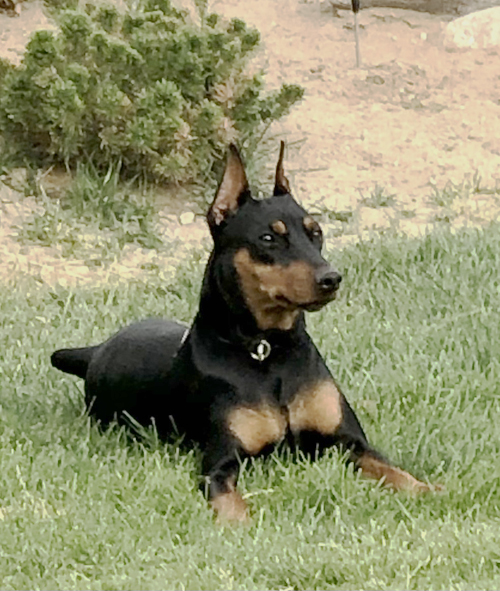 German Pinscher Puppies for Sale | Daveren German Pinschers