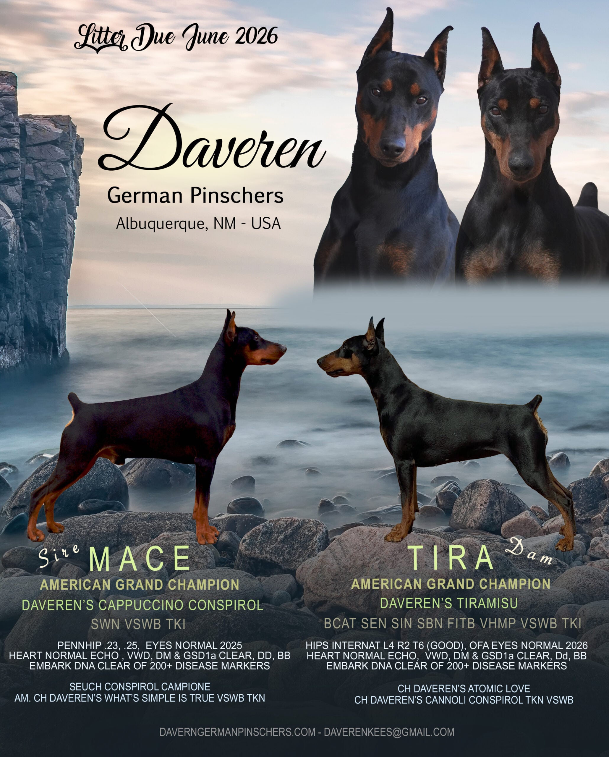 German Pinscher Puppies for Sale | Daveren German Pinschers