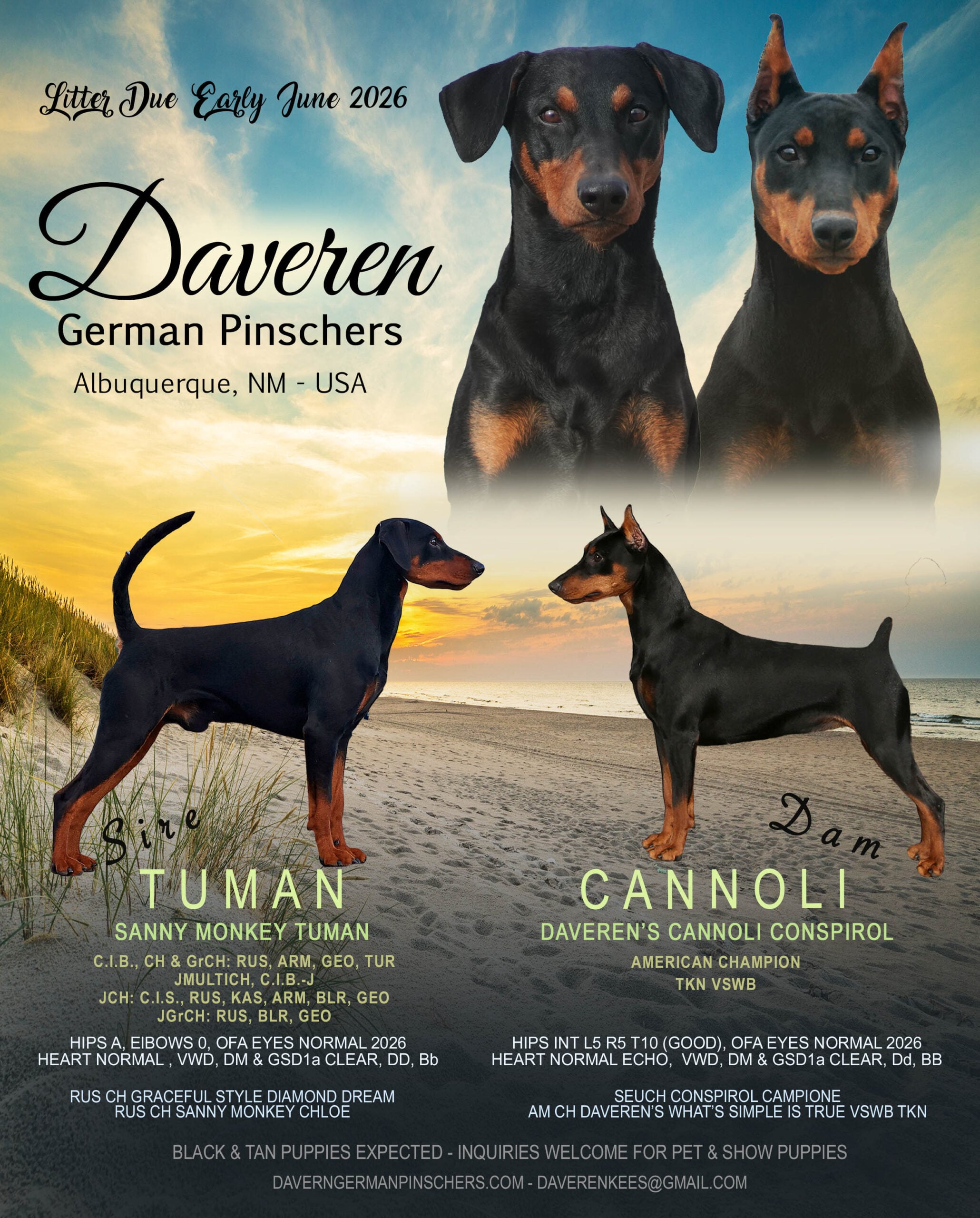 German Pinscher 特別版 German Pinscher Puppies for Sale | Daveren German Pinschers