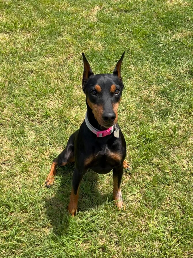 German Pinscher Puppies for Sale | Daveren German Pinschers